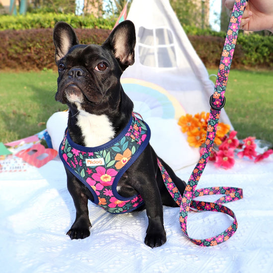 Adjustable Printed Mesh Harness & Leash Set for Small Pets