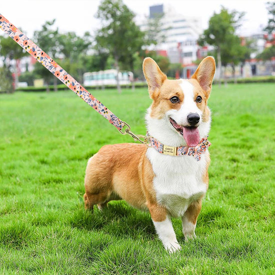 Custom Engraved Dog Collar and Leash Set - Nylon Printed ID Walking Belt