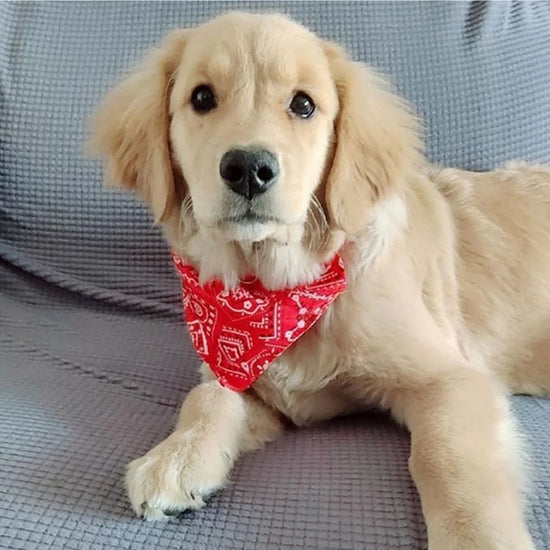 Adjustable Dog Bandana Collar - Stylish Scarf Neckerchief for Pets
