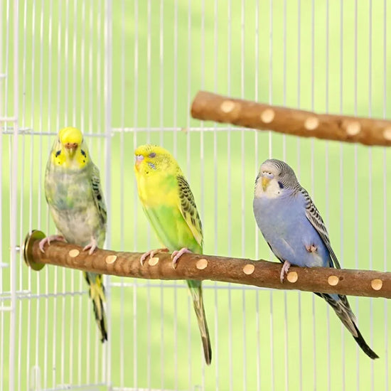 Natural Wood Bird Perch Stand - Branch Grinding Rod for Budgies and Cockatiels