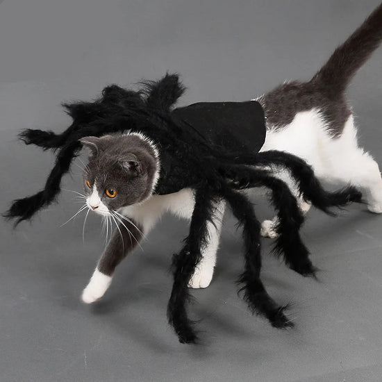 Halloween Spider Costume for Dogs and Cats