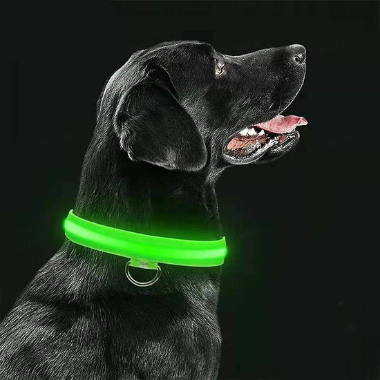 USB Rechargeable LED Dog Collar - 3 Mode Night Safety Glow Collar